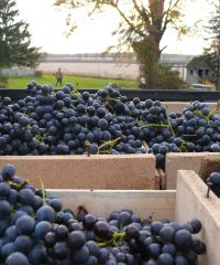 Alton Farms Estate Winery